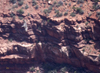 Peregrine Falcon 1737